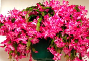 shlyumbergera_opisanie_sorta_ukhod_i_razmnozhenie